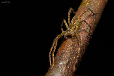 Arthropods of Costa Rica