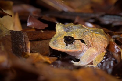 Atlantic Broad-headed Litter Frog