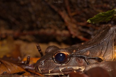 Central American Bullfrog