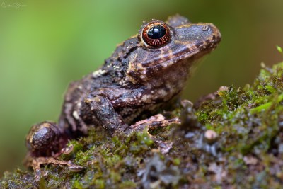 Chiriqui Robber Frog