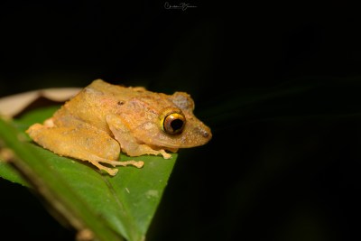Clay-colored Rain Frog