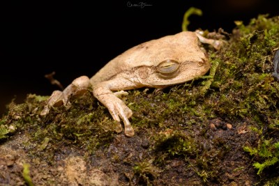 Cross-banded Tree Frog