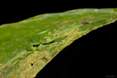 Emerald Glass Frog