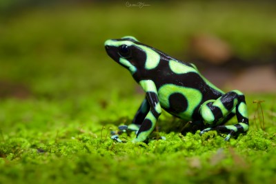 Green and Black Poison Dart Frog