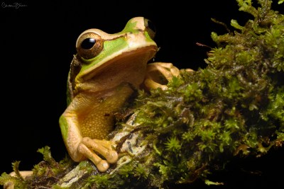 Masked Tree Frog