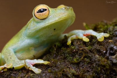 Red-webbed Tree Frog