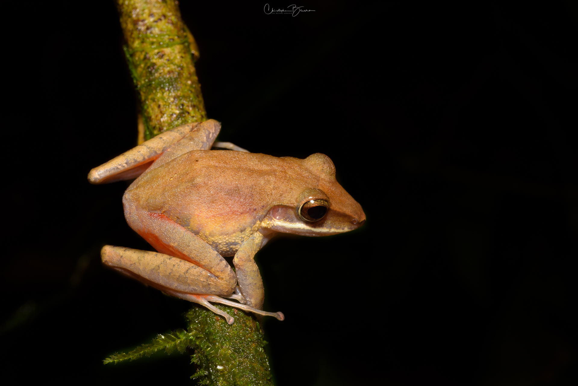 White-lipped Rain Frog