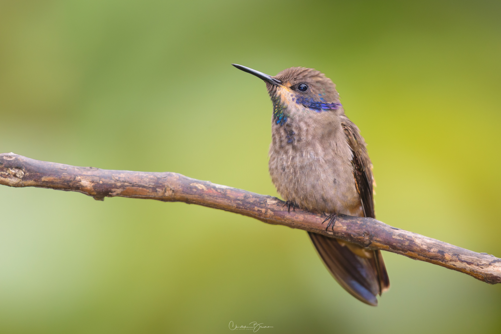 Brown Violetear