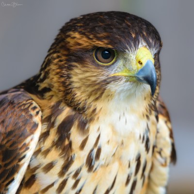 Harris’ Hawk