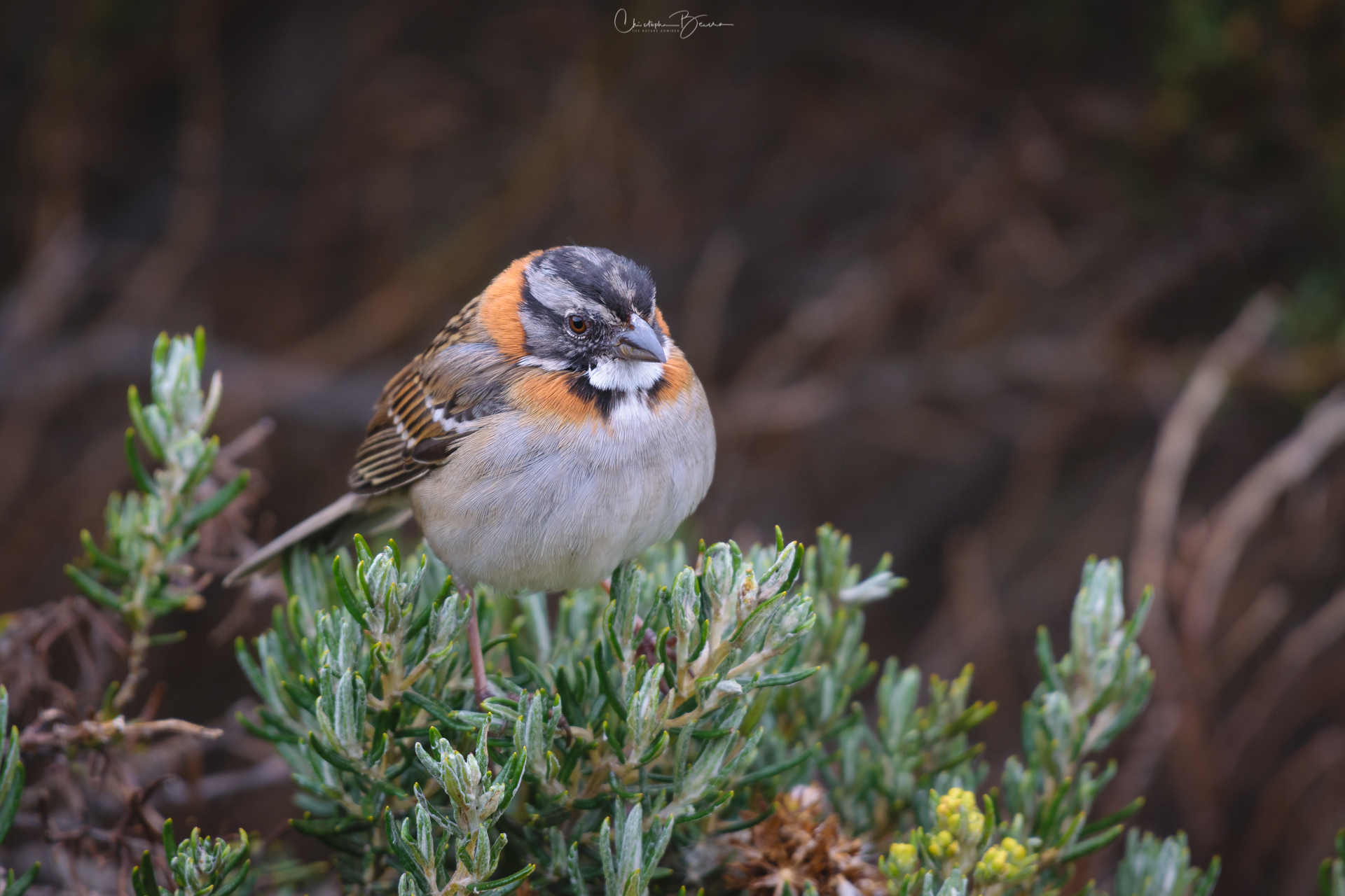 Rufous-collared Sparrow