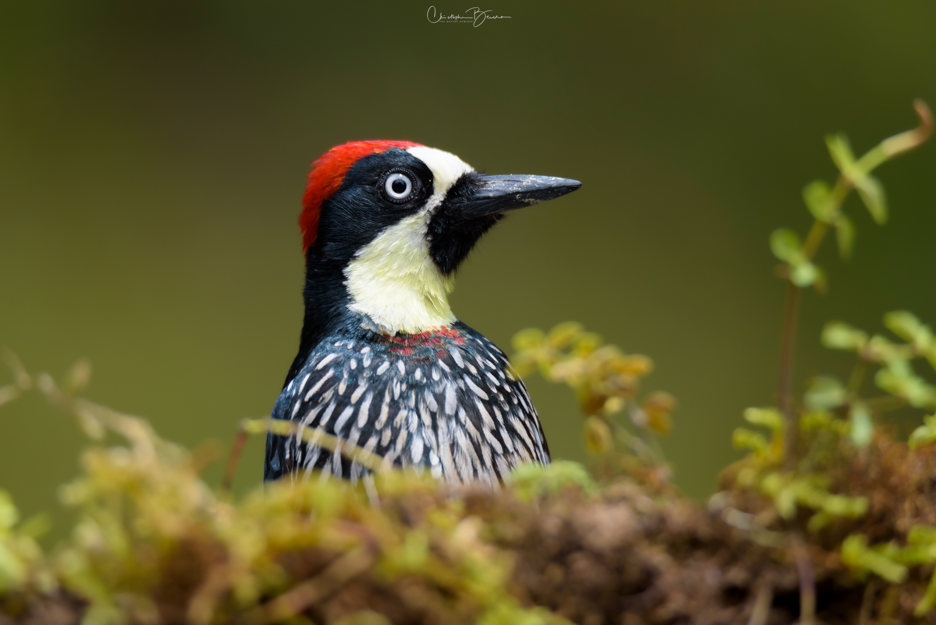 Acorn Woodpecker