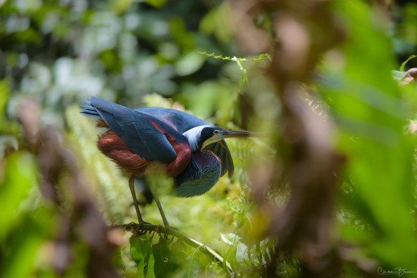 Agami Heron