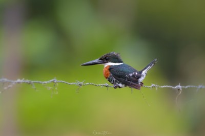 Amazon Kingfisher