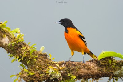 Baltimore Oriole