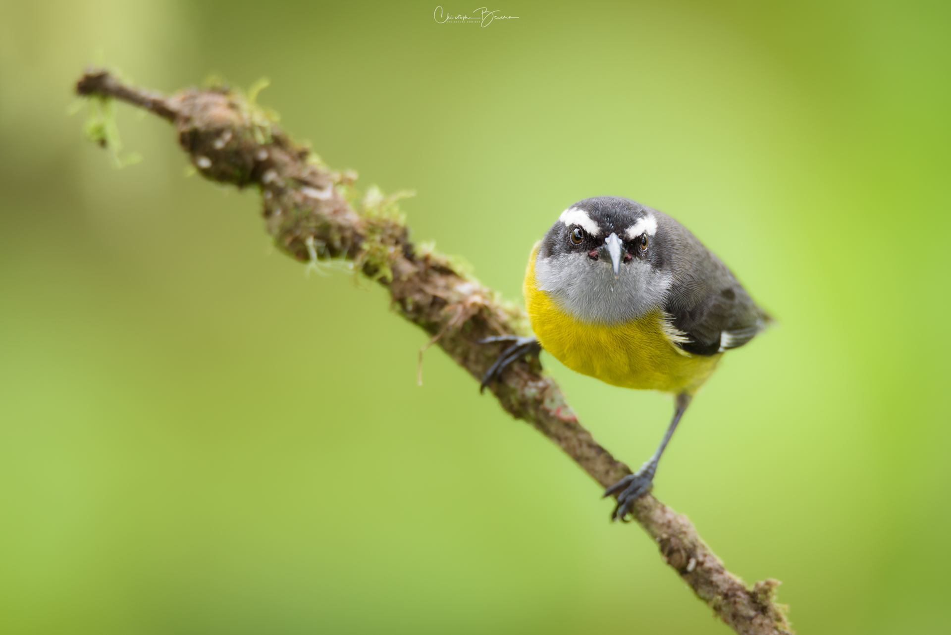 Bananaquit