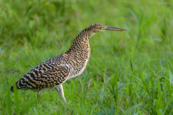 Bare-throated Tiger-Heron
