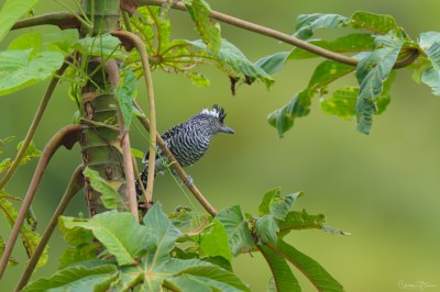 Barred Antshrike