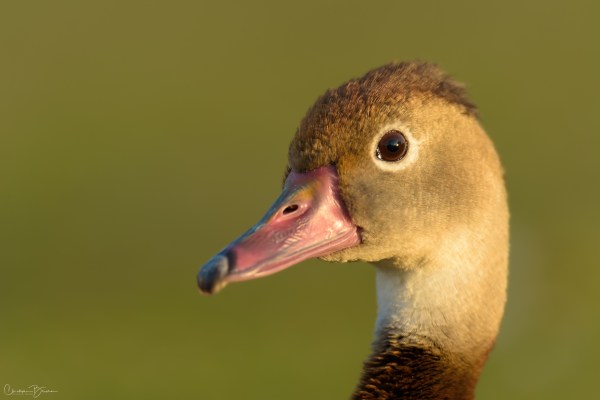 Black-bellied Whistling-Duck