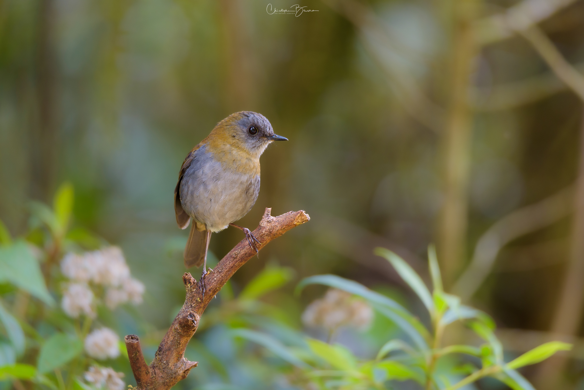 Black-billed Nightingale-Thrush