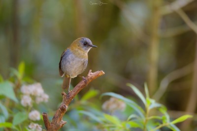 Black-billed Nightingale-Thrush