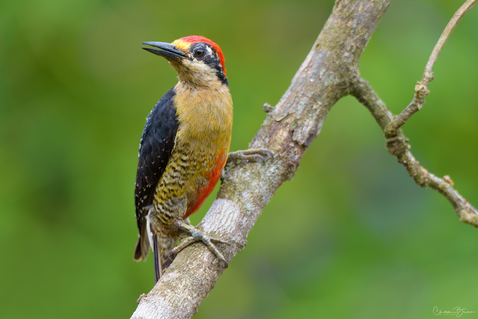 Black-cheeked Woodpecker