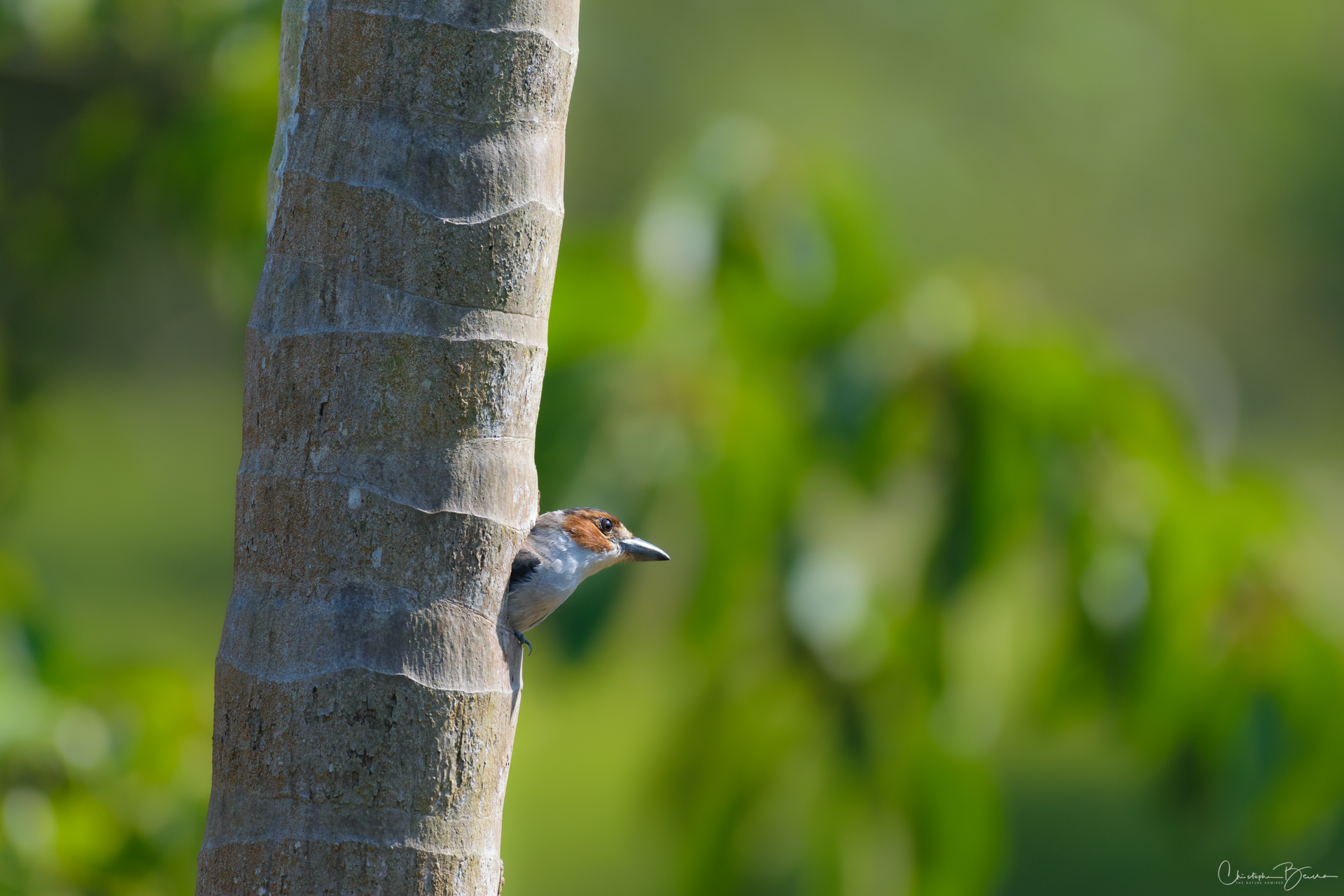 Black-crowned Tityra