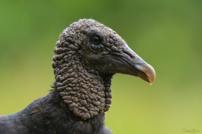 Black Vulture