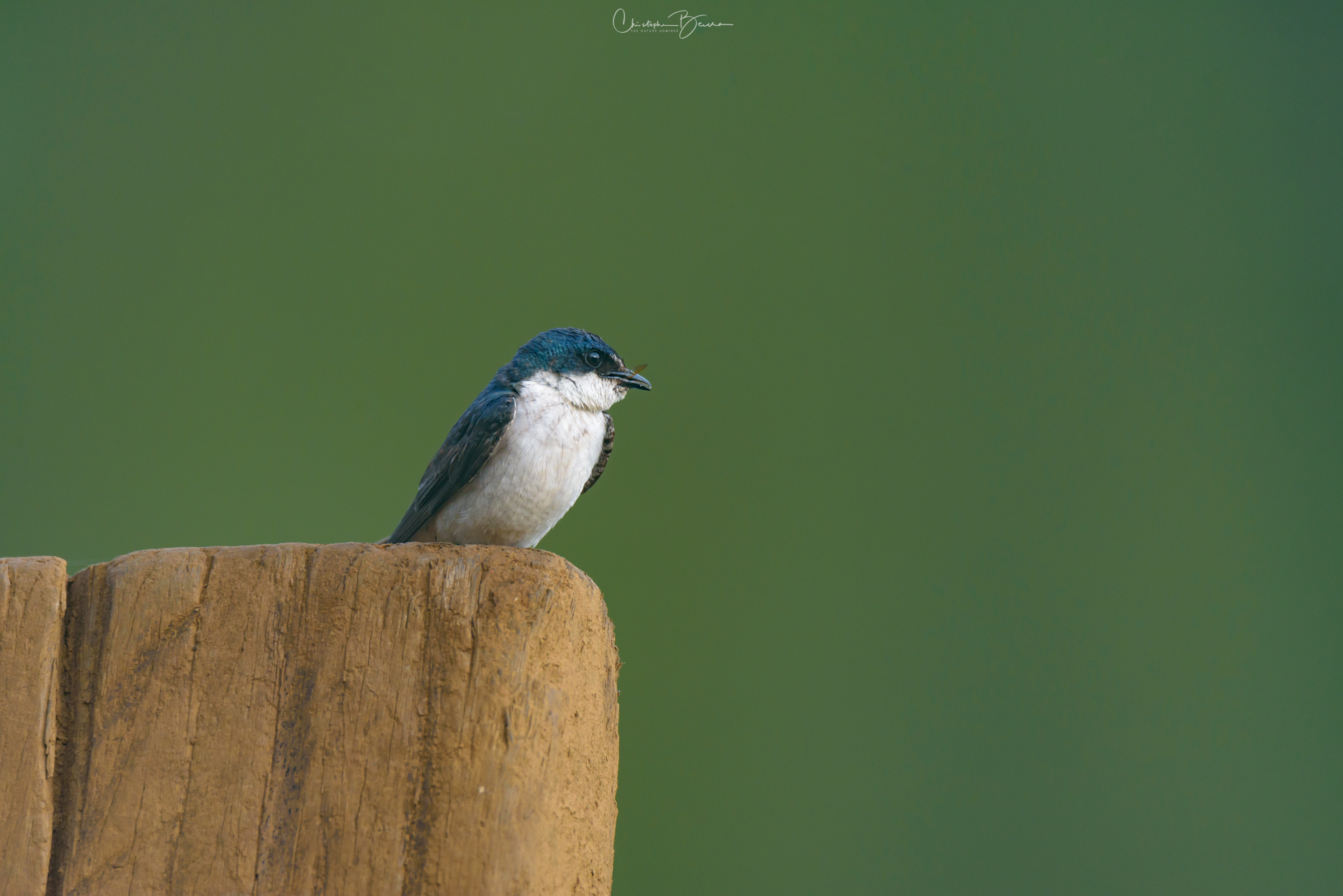 Blue-and-white Swallow