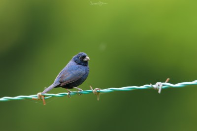 Blue-black Grassquit