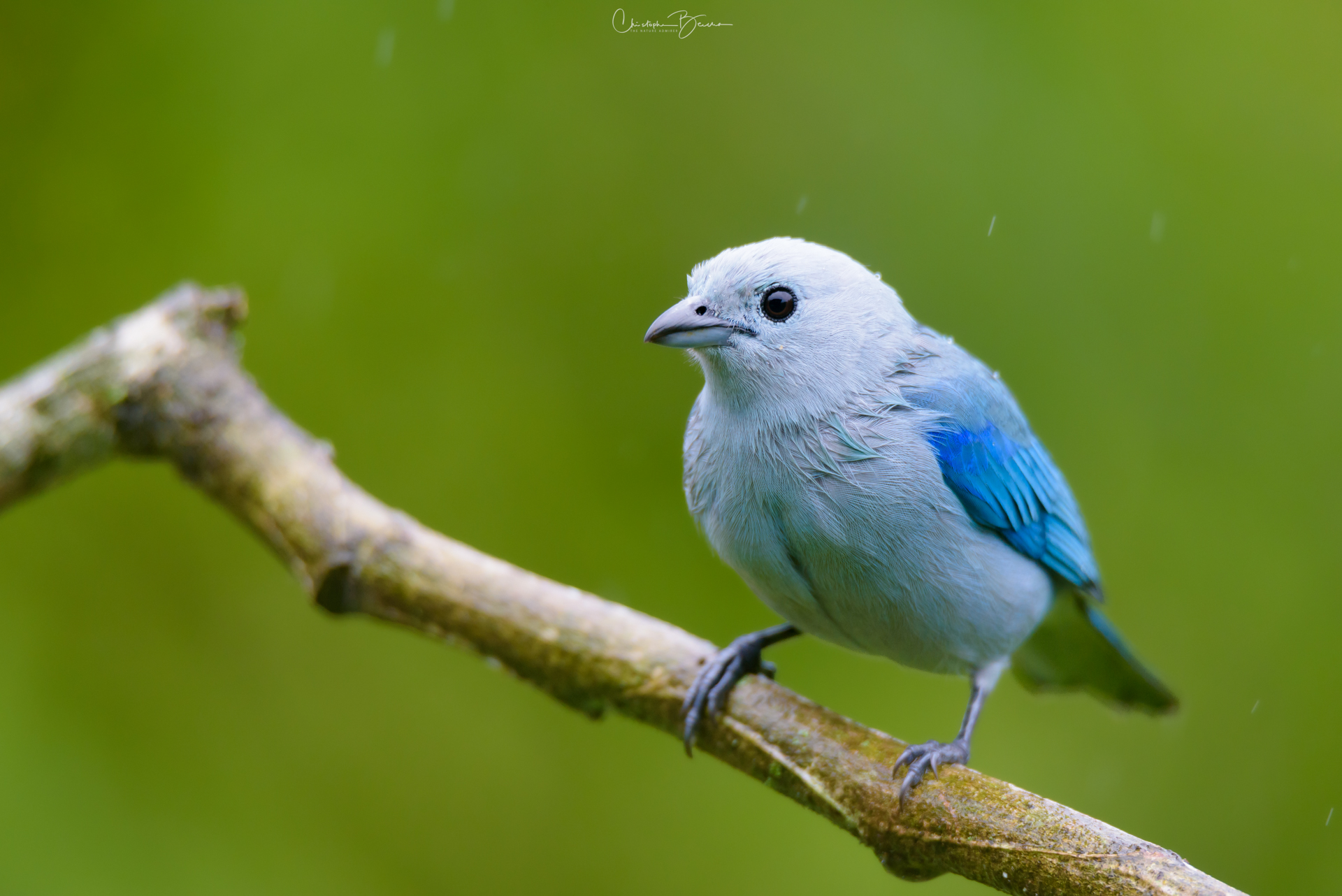 Blue-gray Tanager