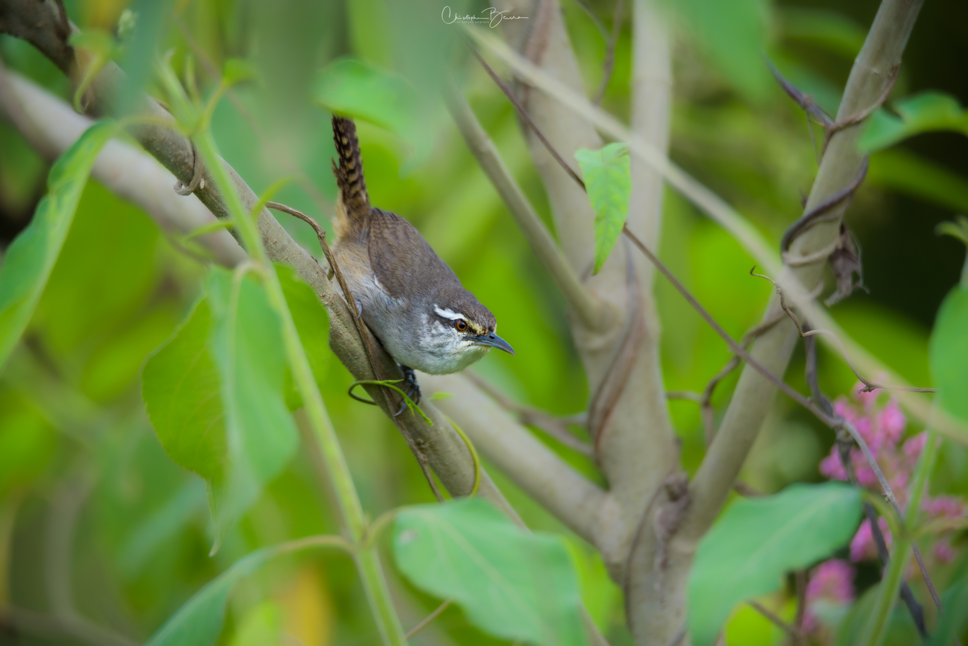 Cabani's Wren