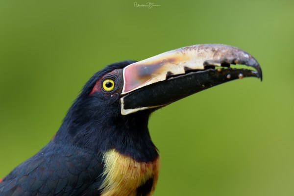 Collared Aracari