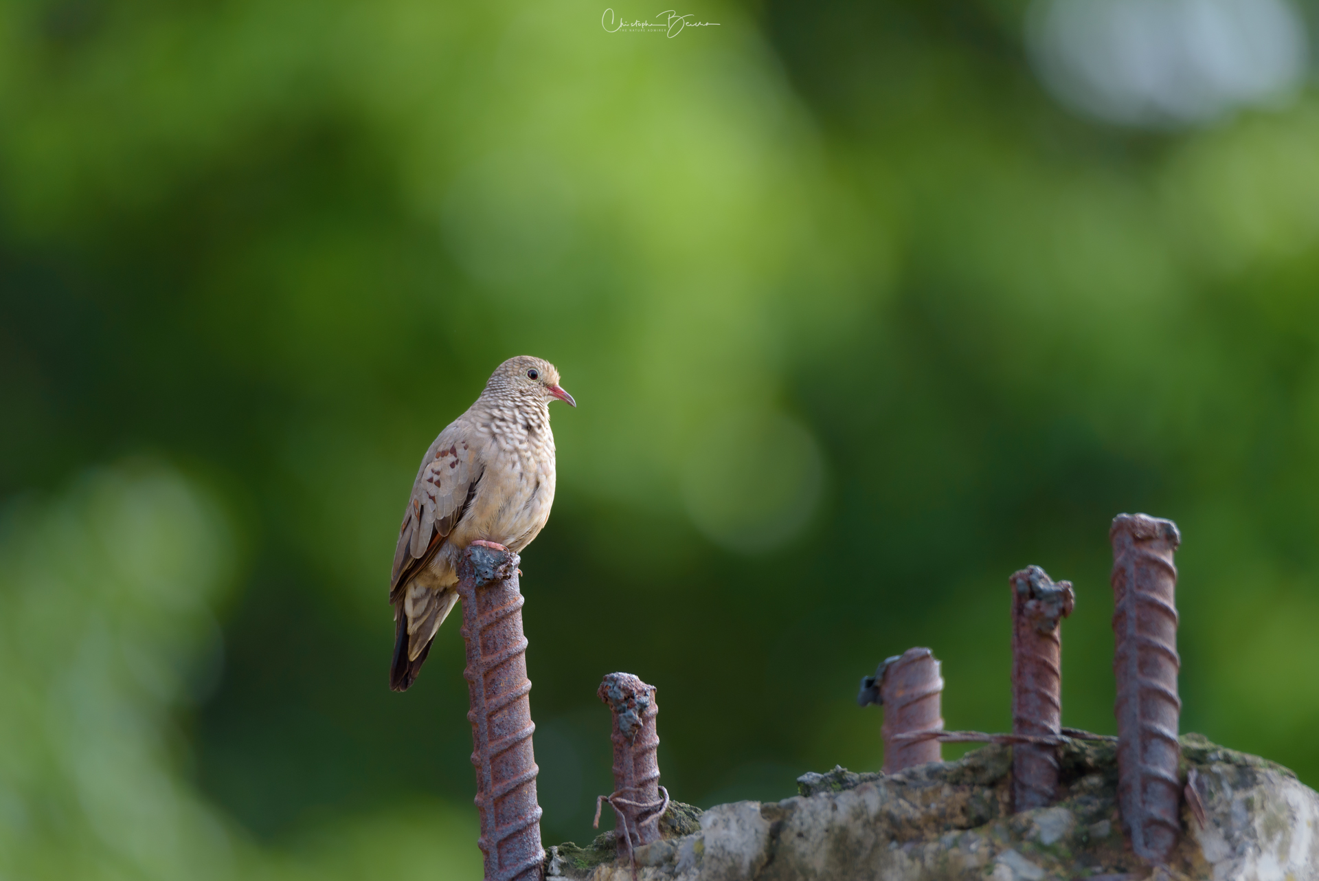 Common Ground-Dove