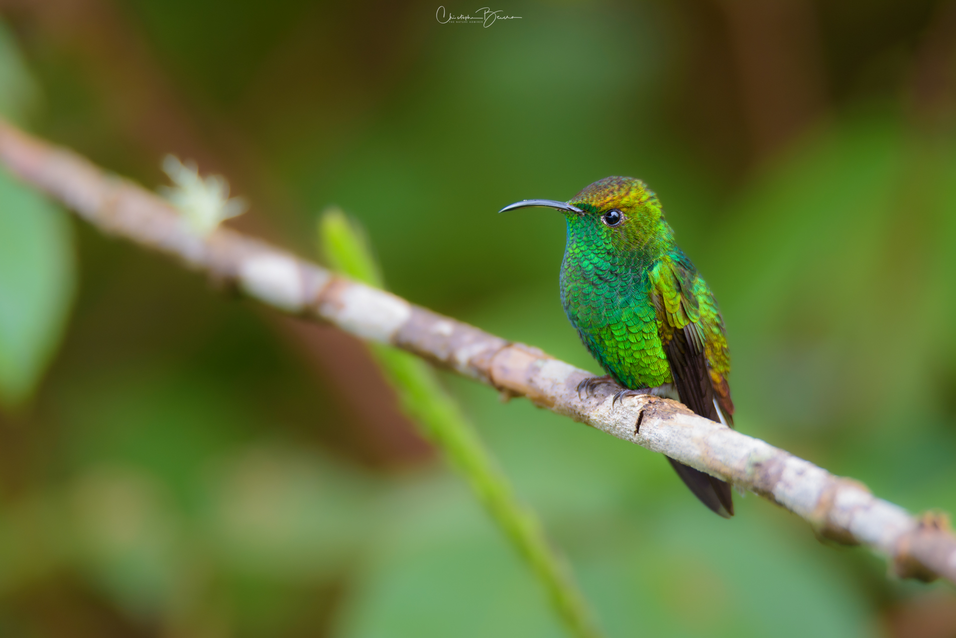 Coppery-headed Emerald