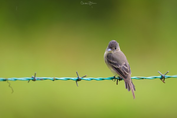 Eastern Wood-Pewee