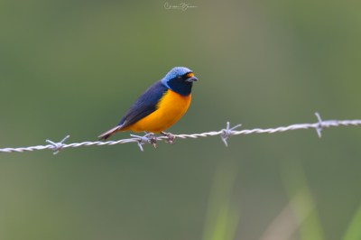 Elegant Euphonia