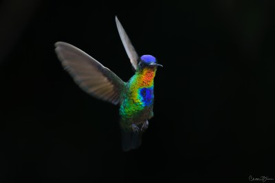 Fiery-throated Hummingbird