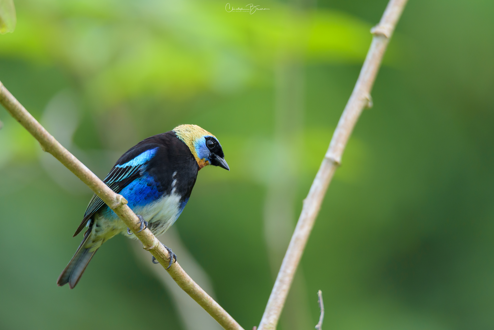 Golden-hooded Tanager