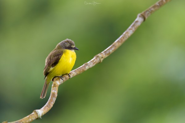 Gray-capped Flycatcher