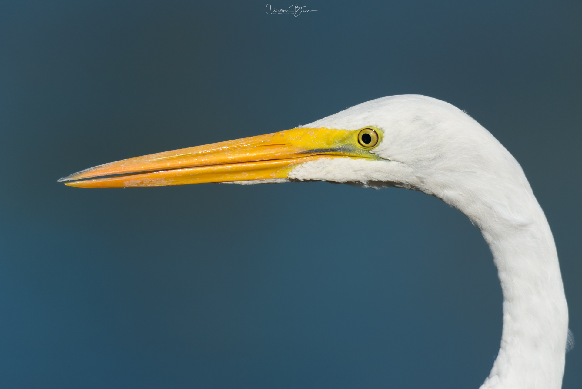 Great Egret