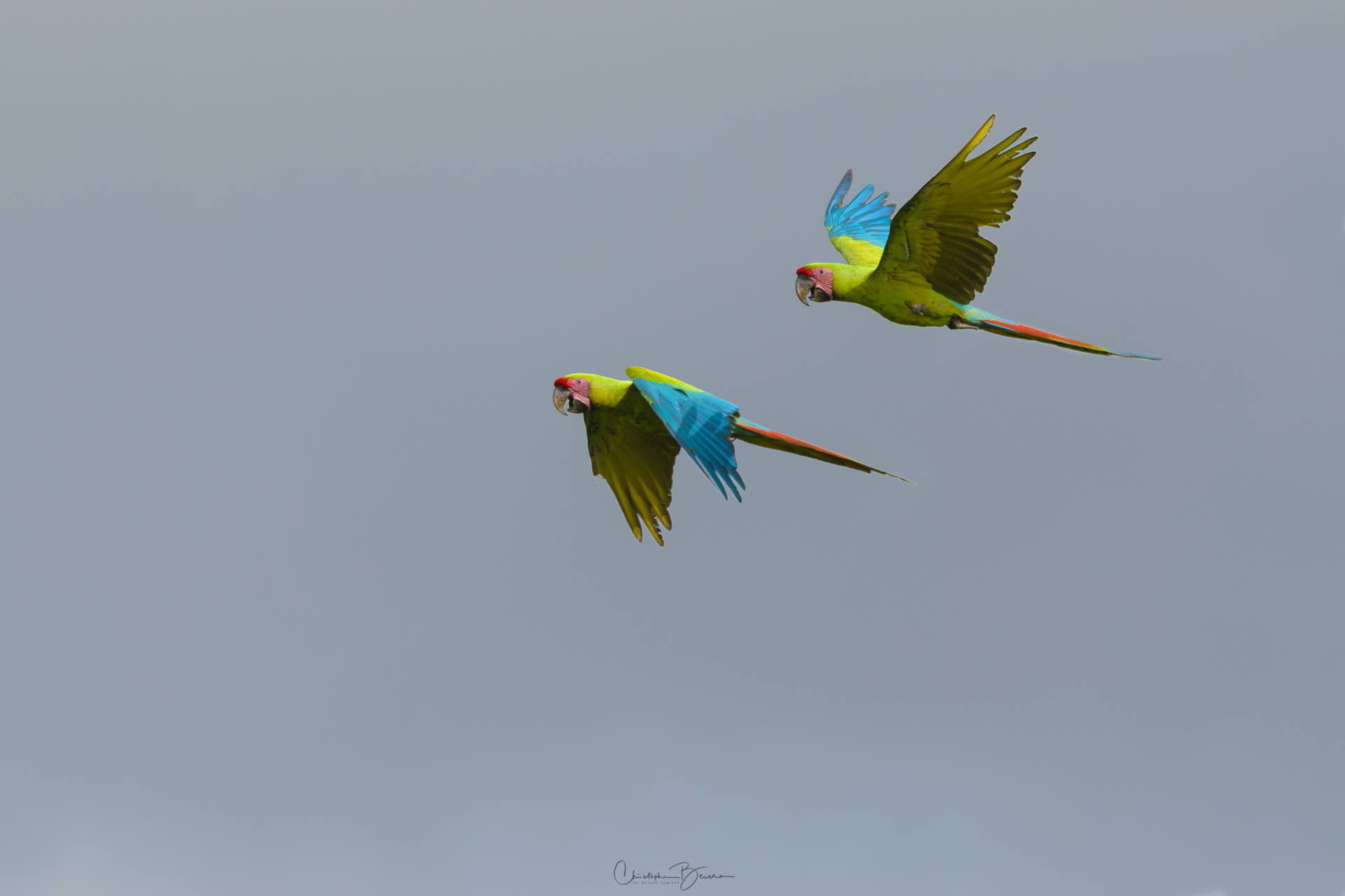Great Green Macaw