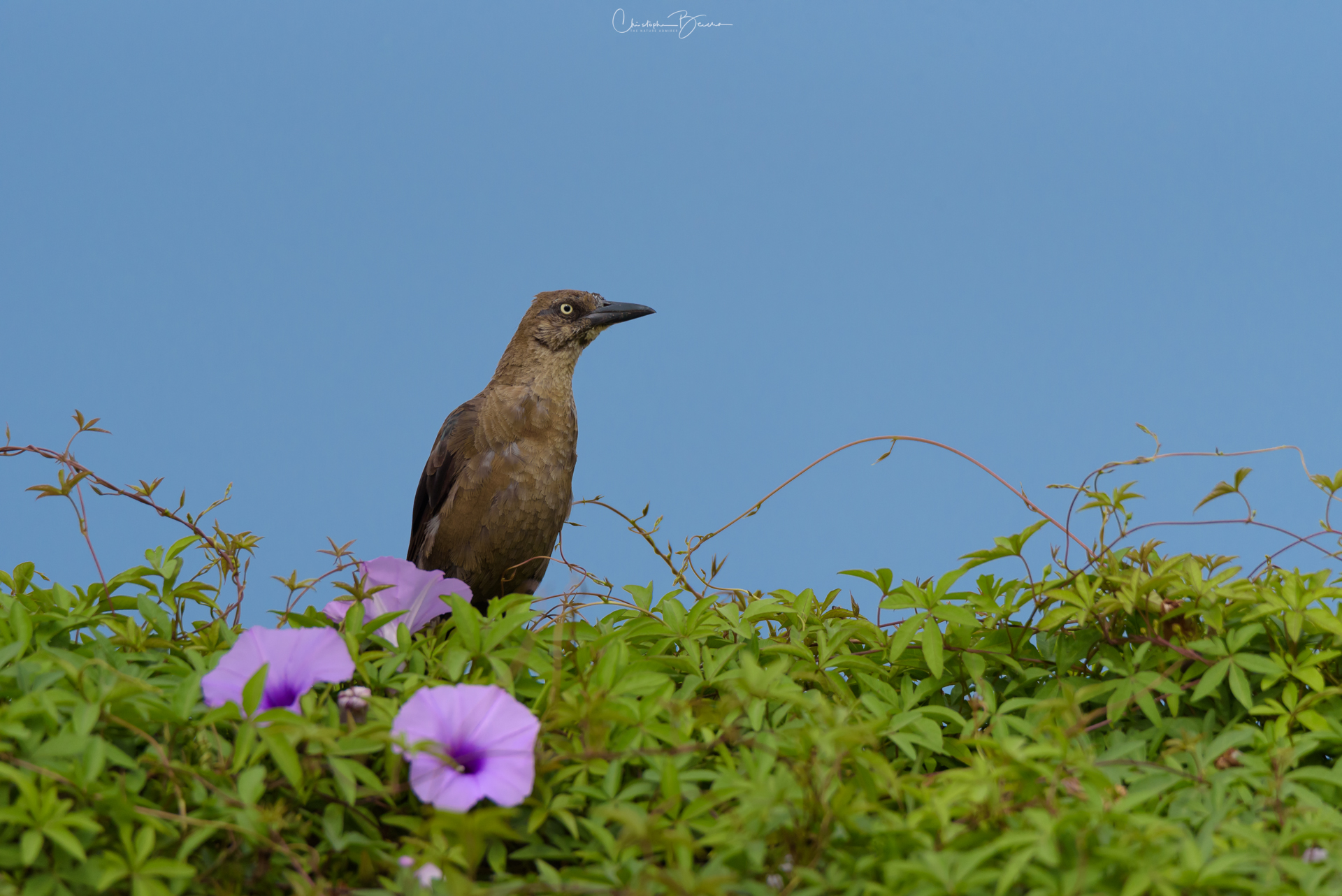 Great-tailed Grackle