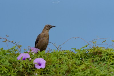 Great-tailed Grackle