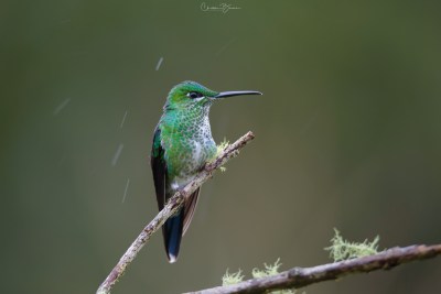 Green-crowned Brilliant