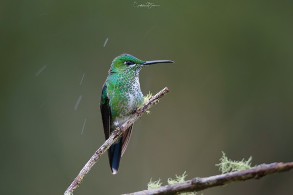Green-crowned Brilliant,