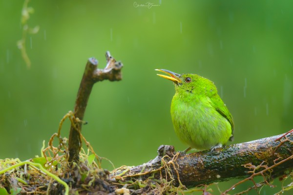 Green Honeycreeper