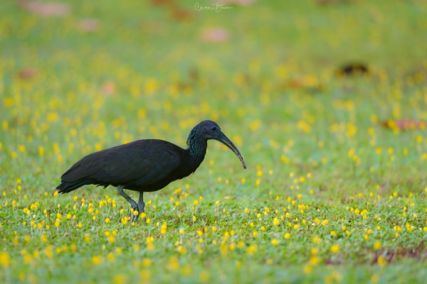 Green Ibis