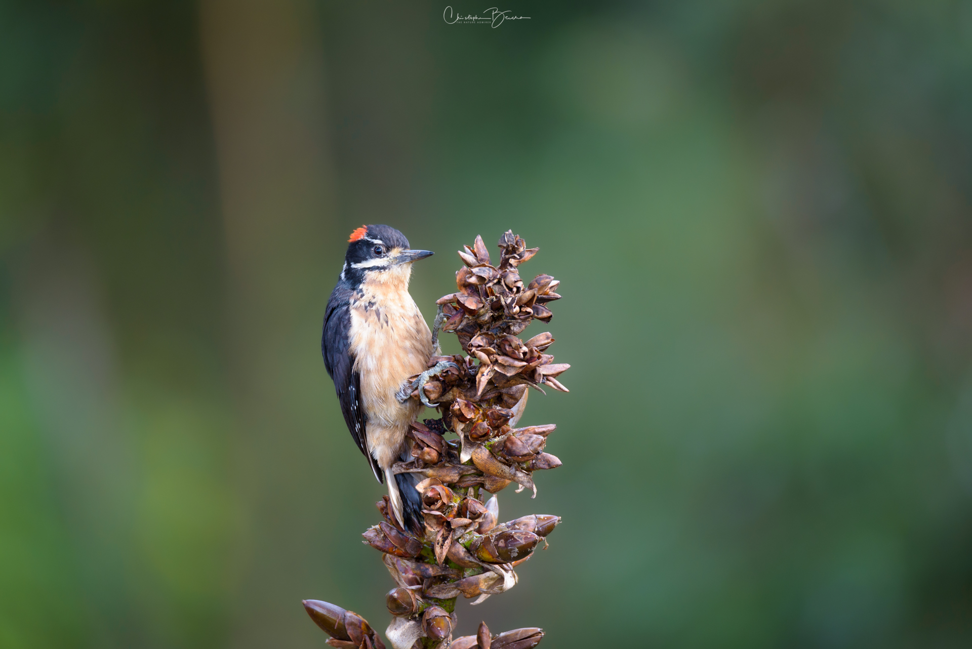 Hairy Woodpecker