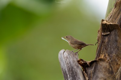 House Wren