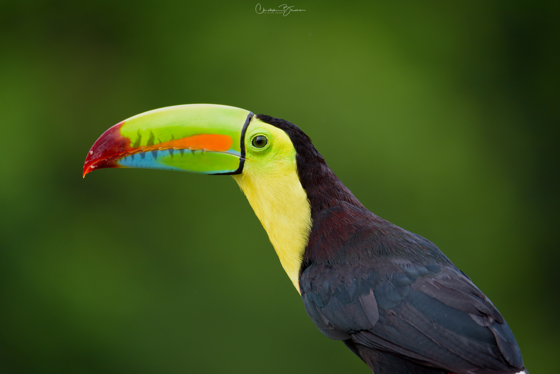 Keel-billed Toucan